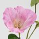 Искусственная эустома, нежно-розовая, 70 см (2028-015/It.pink) E-2028015/It.pink фото 3