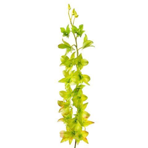 Орхидея (силикон, 87 см) (072F/green) E-072F/green фото