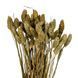 Стабілізований фалярис, оливковий (8430-037) E-8430037 фото 2