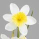 Искусственный нарцисс с 3 бутонами, бело-желтый, 55 см (2028-025/yellow-white) E-2028025/yellowwhite фото 3
