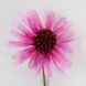 Ехінацея штучна, рожева, 65 см (2028-023/dk.pink) E-2028023/dk.pink фото 3